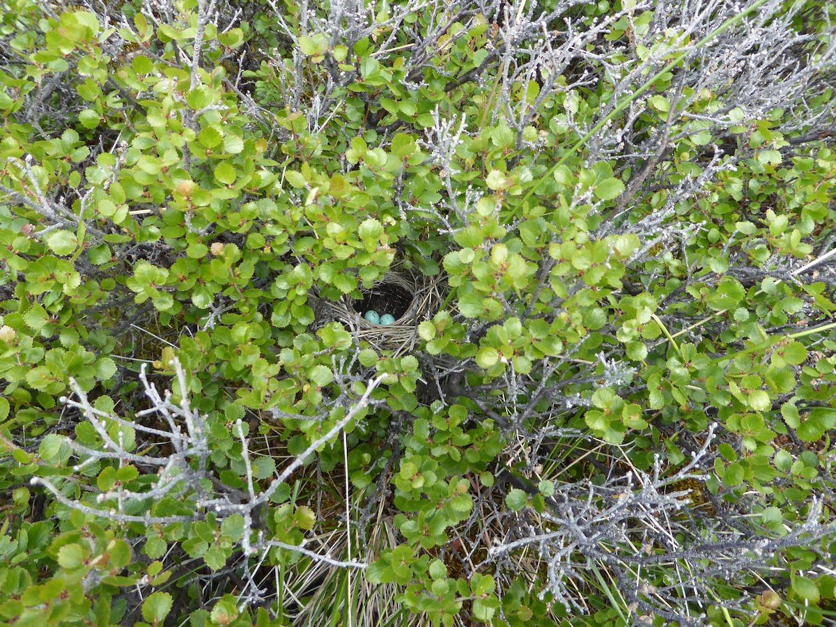 Brewer's Sparrow (taverneri) - ML246798021