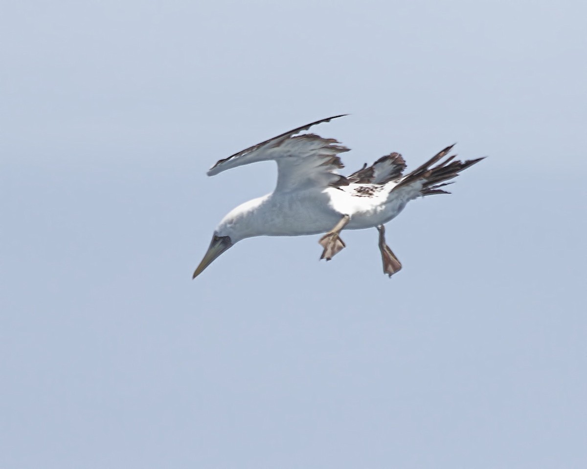 藍臉鰹鳥 - ML24679971