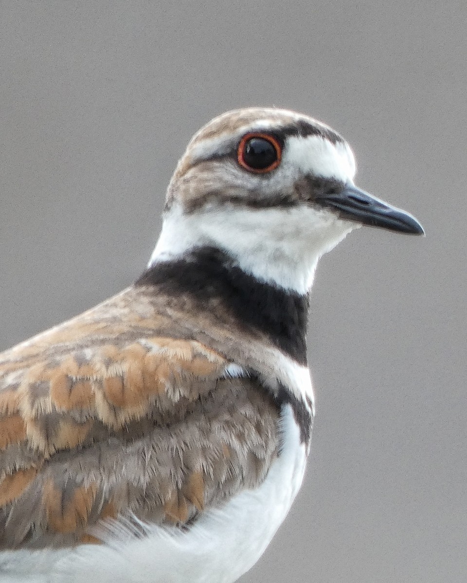 Killdeer - ML246799761