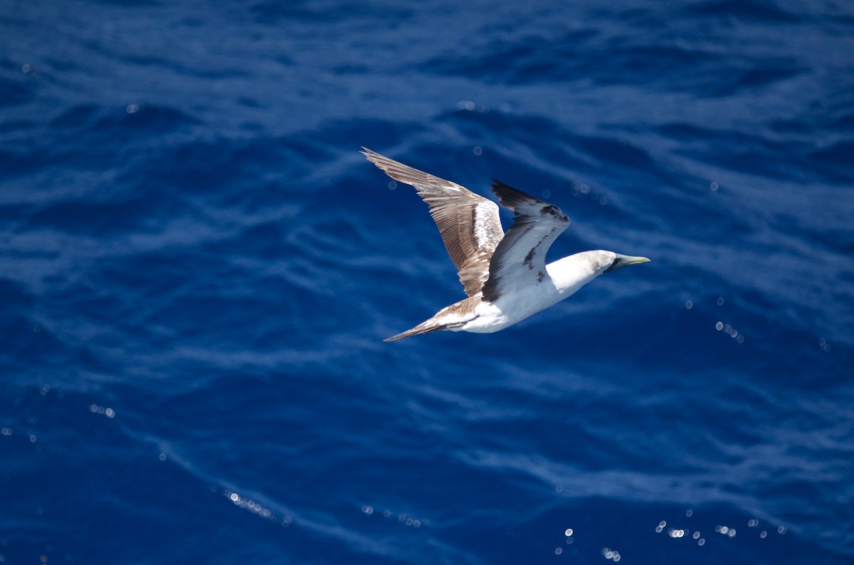 Masked Booby - ML24679981