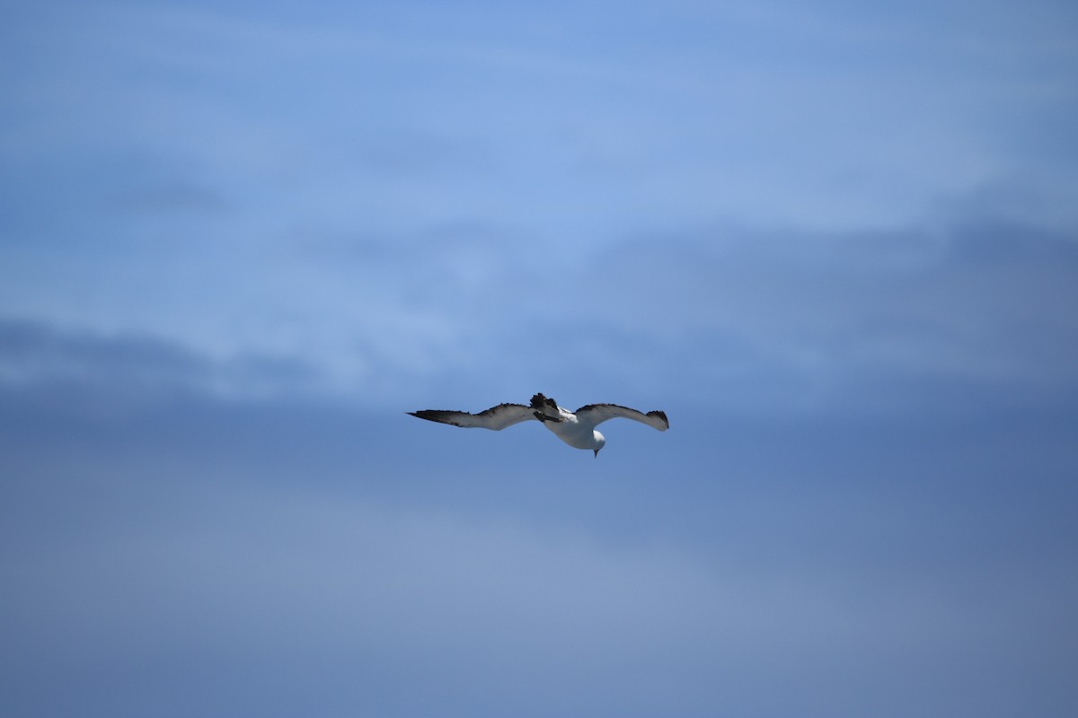 Masked Booby - ML24679991