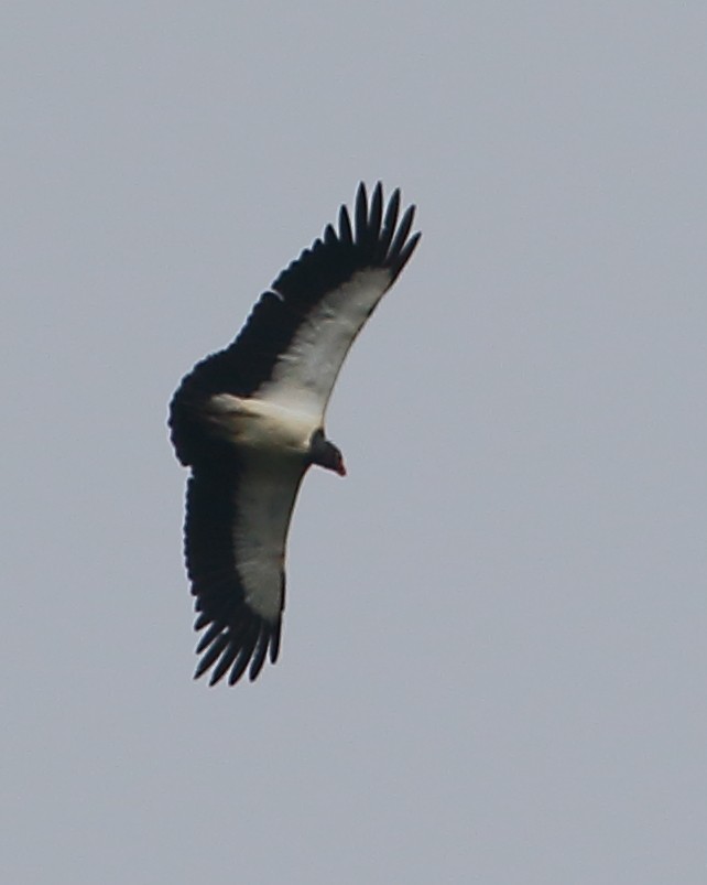 King Vulture - ML24680331