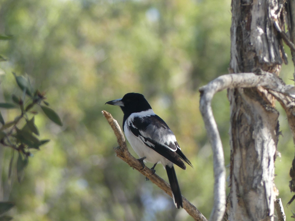 Gray Butcherbird - ML246803551