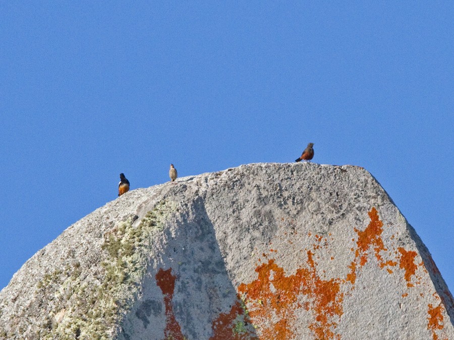 Mocking Cliff-Chat - ML246805241