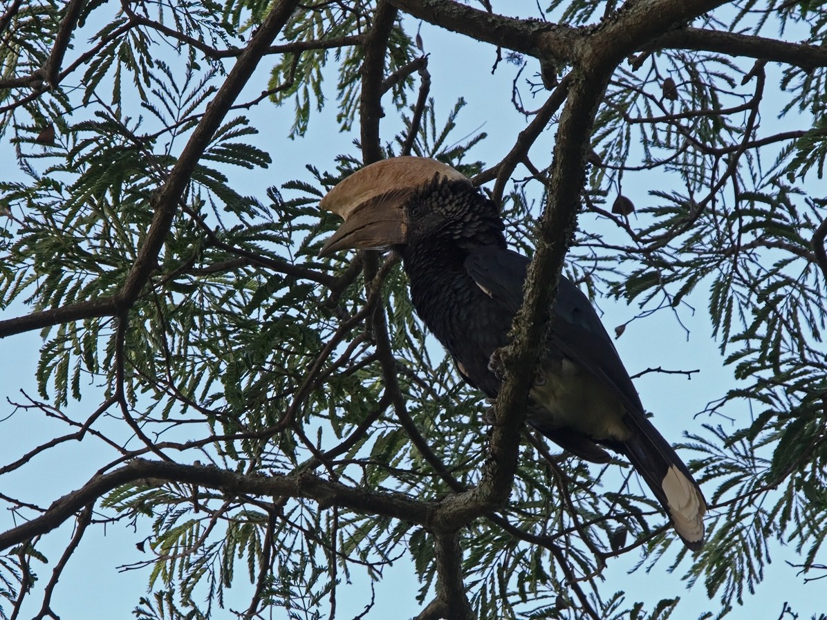 Silvery-cheeked Hornbill - Niall D Perrins