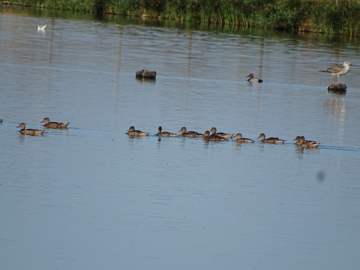 Gadwall - ML246807751