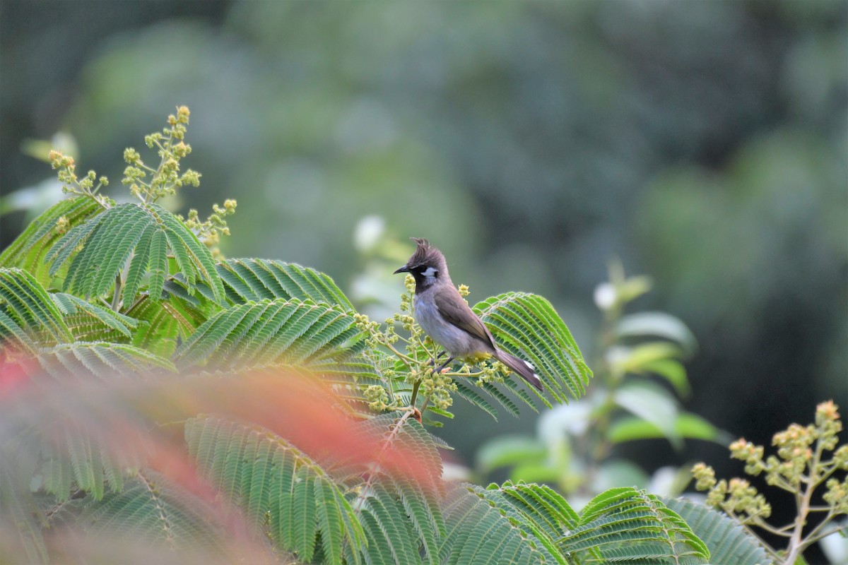 Bulbul à joues blanches - ML246808581