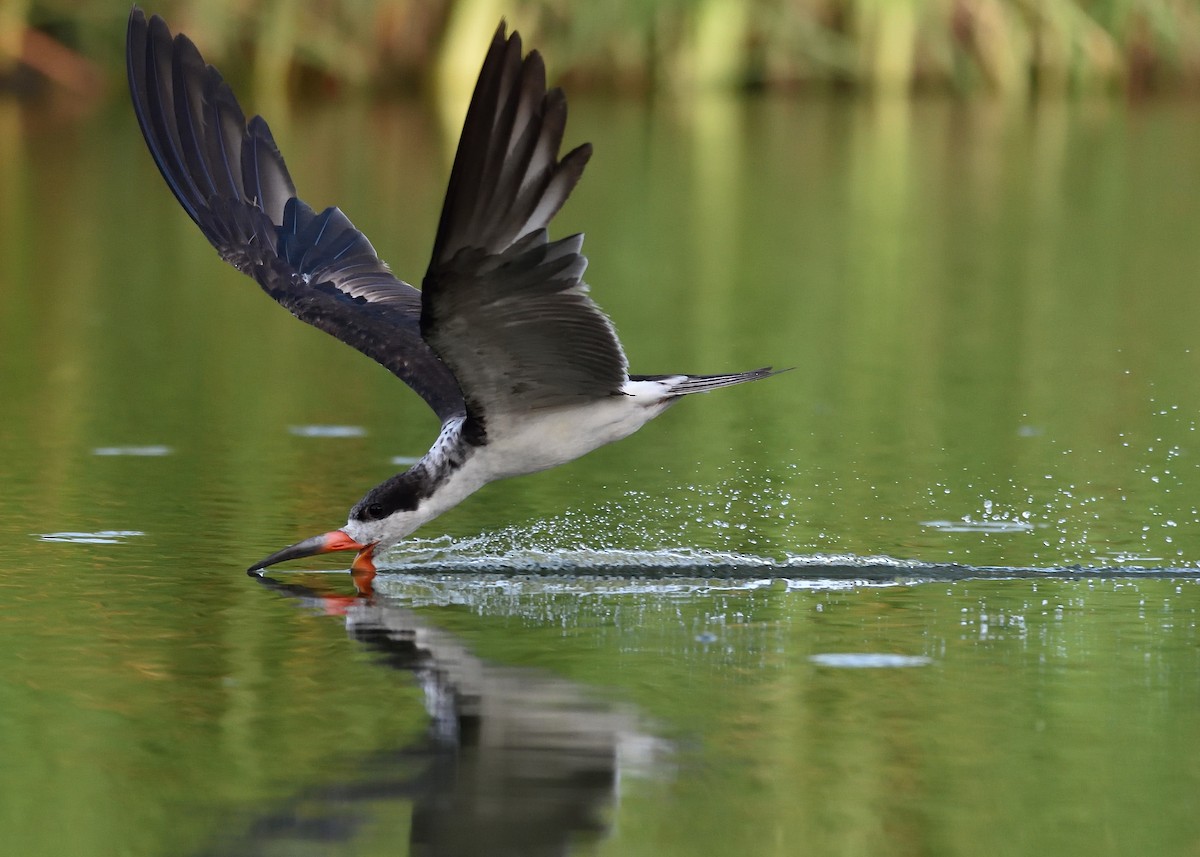 Black Skimmer - ML246808901