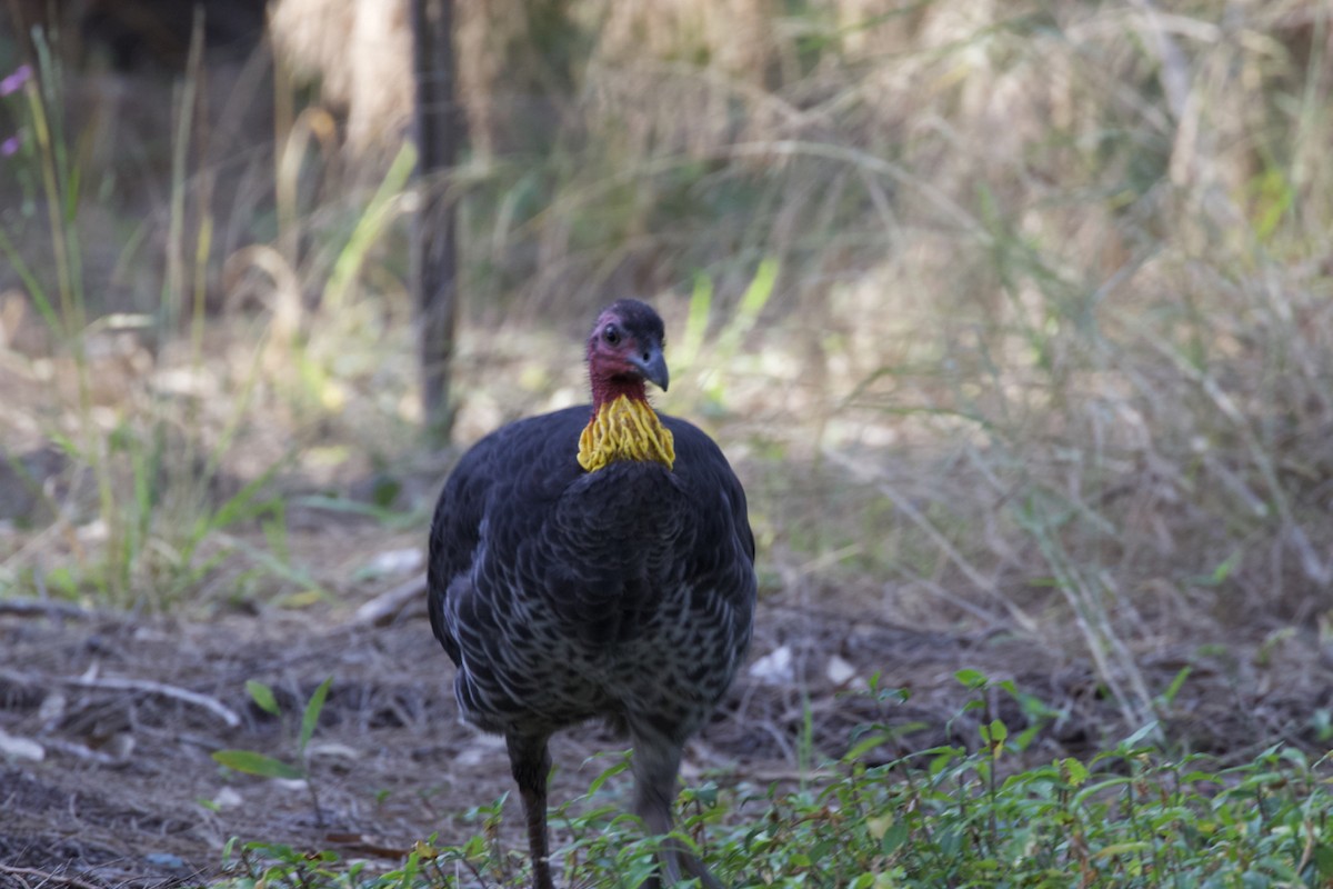 Australian Brushturkey - ML246809221