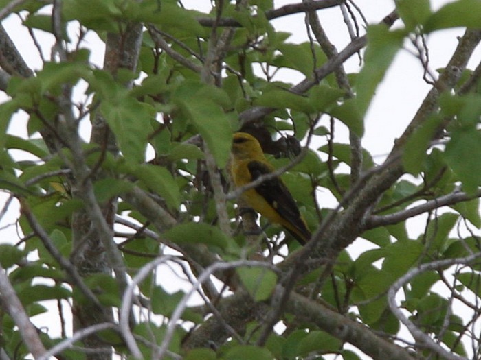 Eurasian Golden Oriole - ML246809351