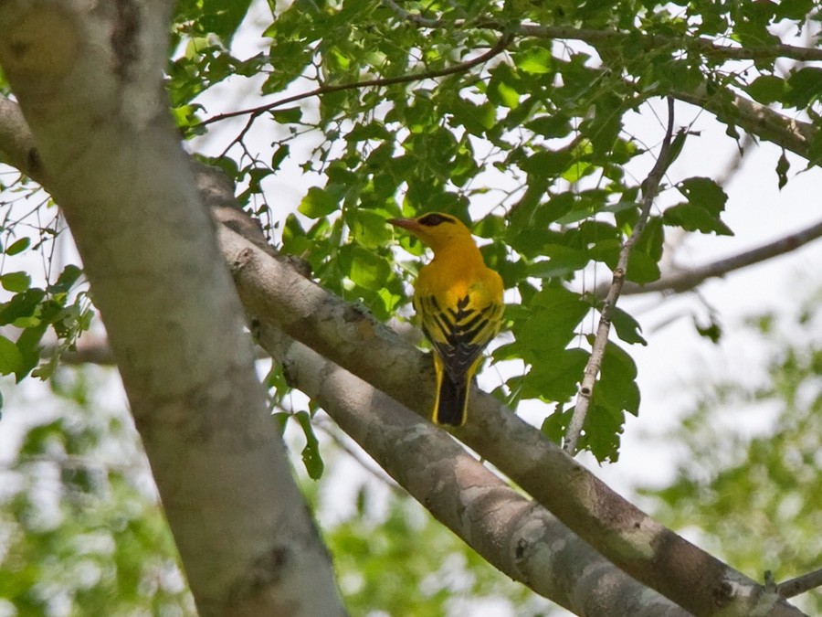 African Golden Oriole - ML246809441