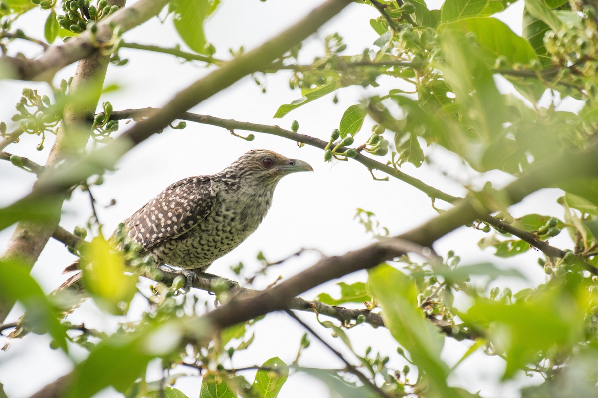 Asian Koel - ML246809981