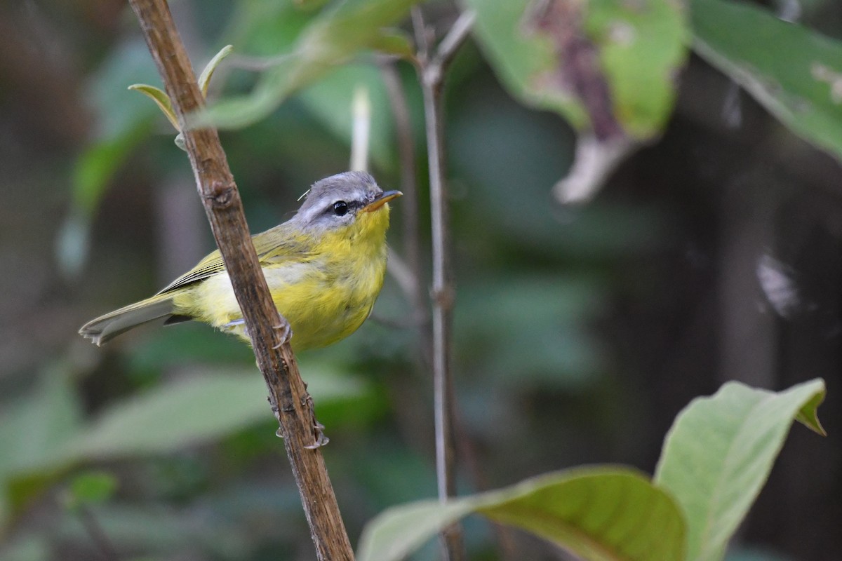 Gray-hooded Warbler - ML246811831