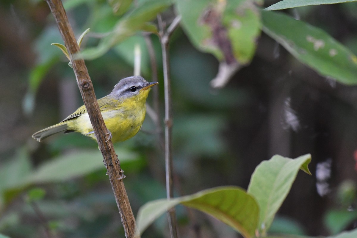 Gray-hooded Warbler - ML246811861