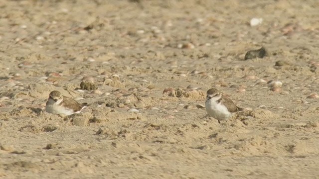 Kentish Plover - ML246812411