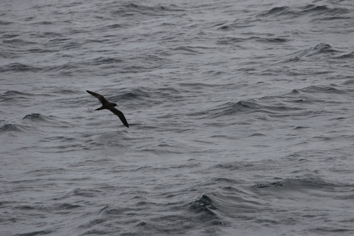 Great-winged/Gray-faced Petrel - ML246812541