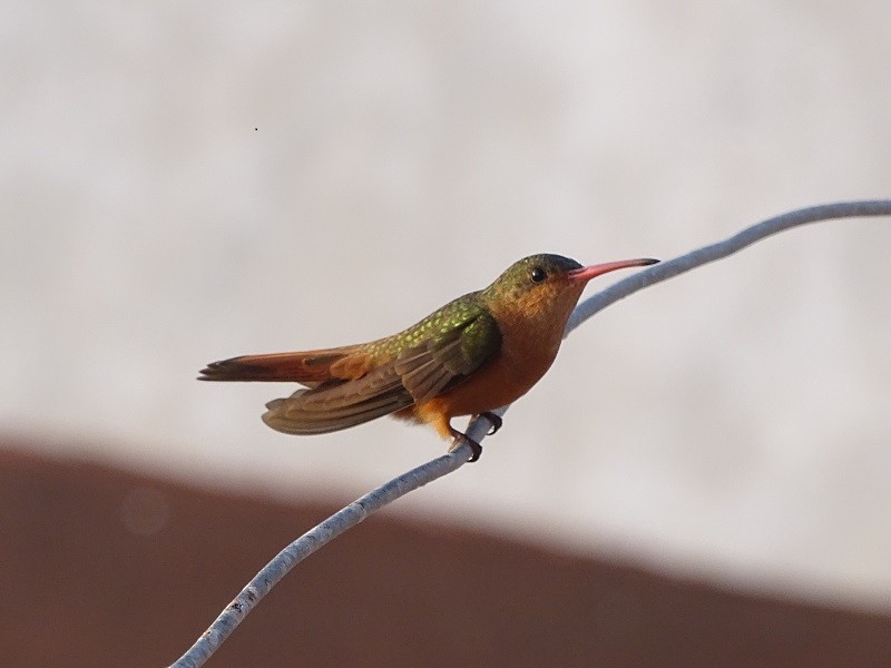 Cinnamon Hummingbird (Mainland) - Ralph Akkermans