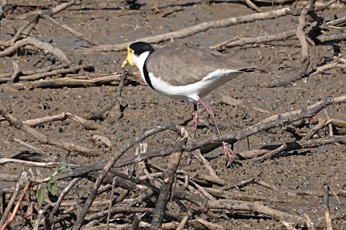 Masked Lapwing (Black-shouldered) - ML246816111