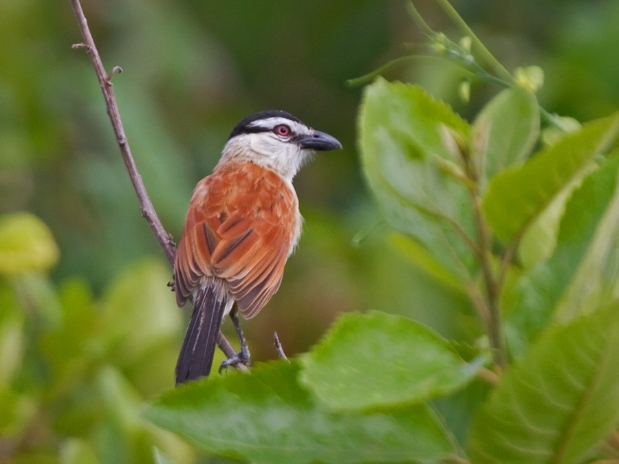 Marsh Tchagra (Anchieta's) - ML246817021