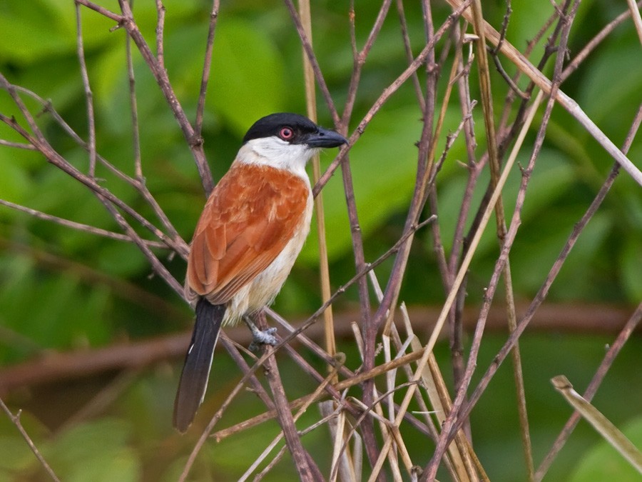 Marsh Tchagra (Anchieta's) - ML246817031