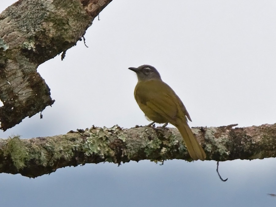 Bulbul del Mulanje (milanjensis) - ML246819091