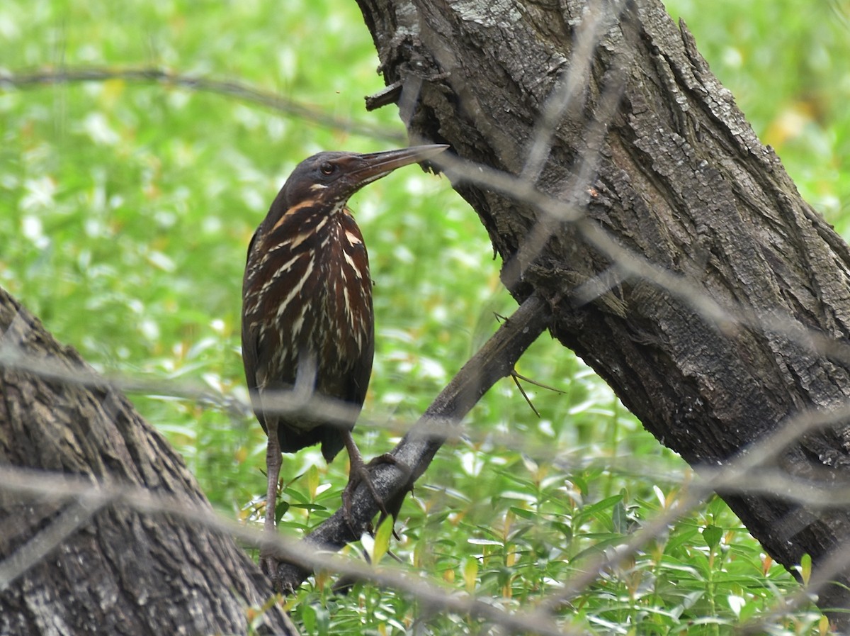 Black Bittern - Dr Mohammed Umer  Sharieff