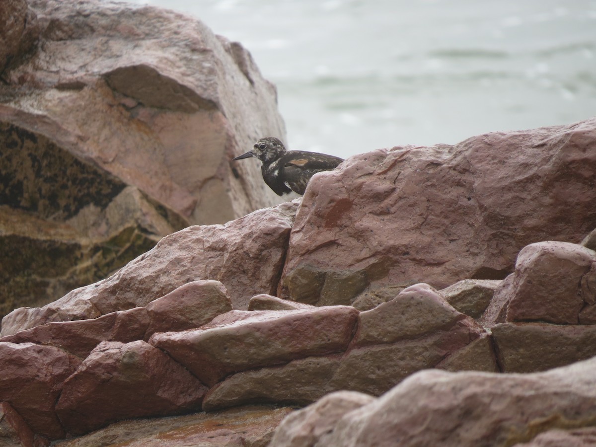 Ruddy Turnstone - ML246820771