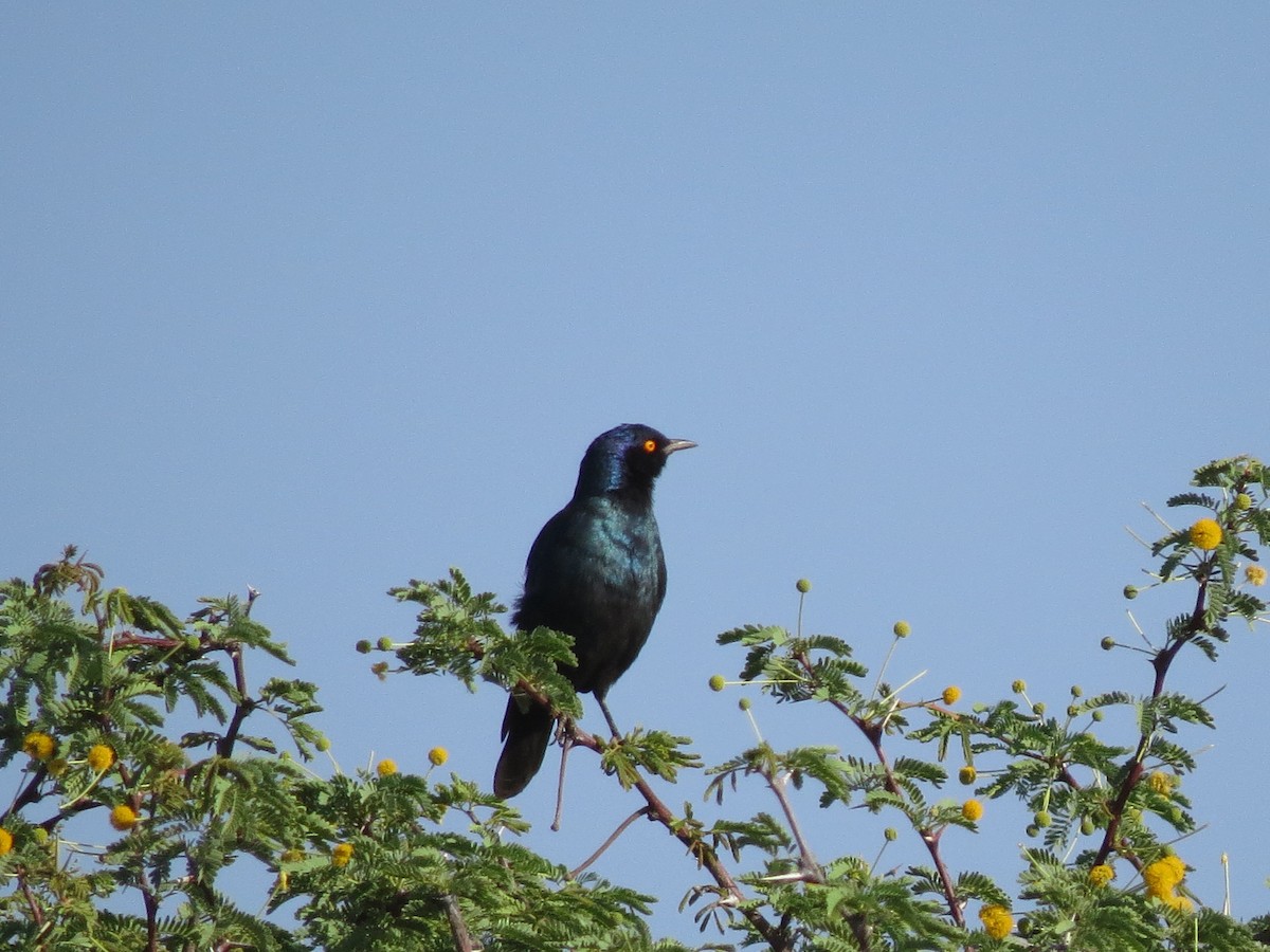 Cape Starling - ML246820821