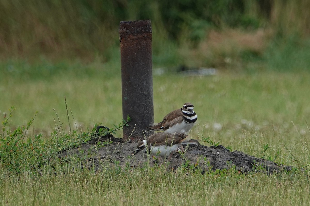 Killdeer - ML246823821