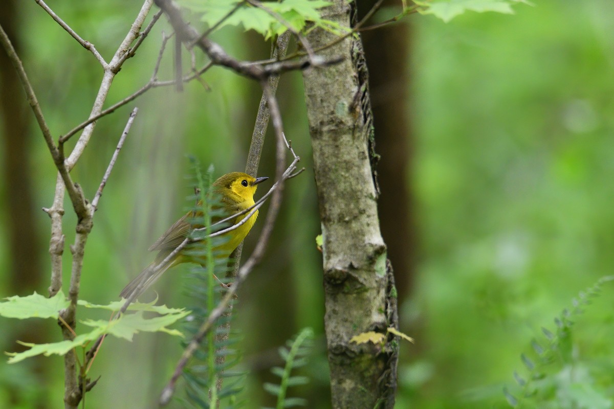 Hooded Warbler - ML246825141