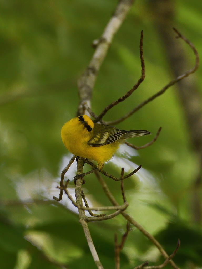 Blue-winged Warbler - ML246825461