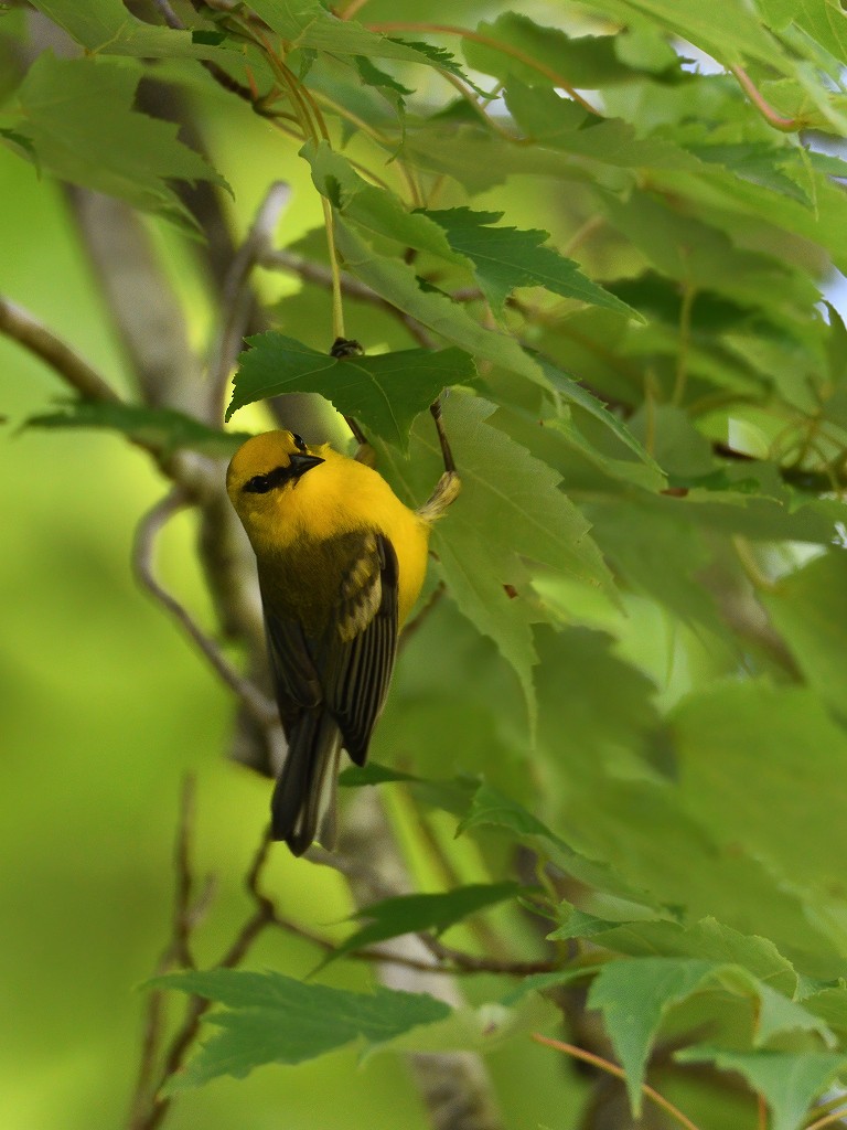 Blue-winged Warbler - ML246825471