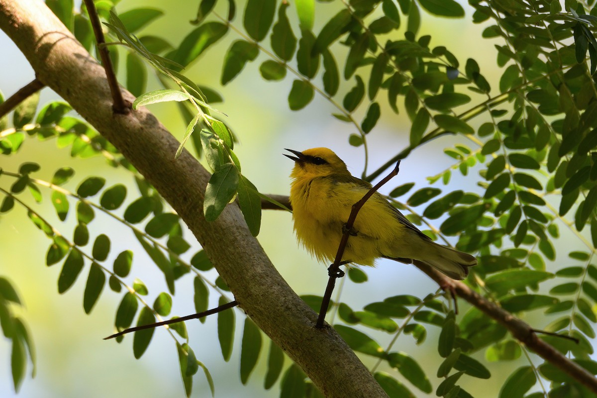 Blue-winged Warbler - ML246825481