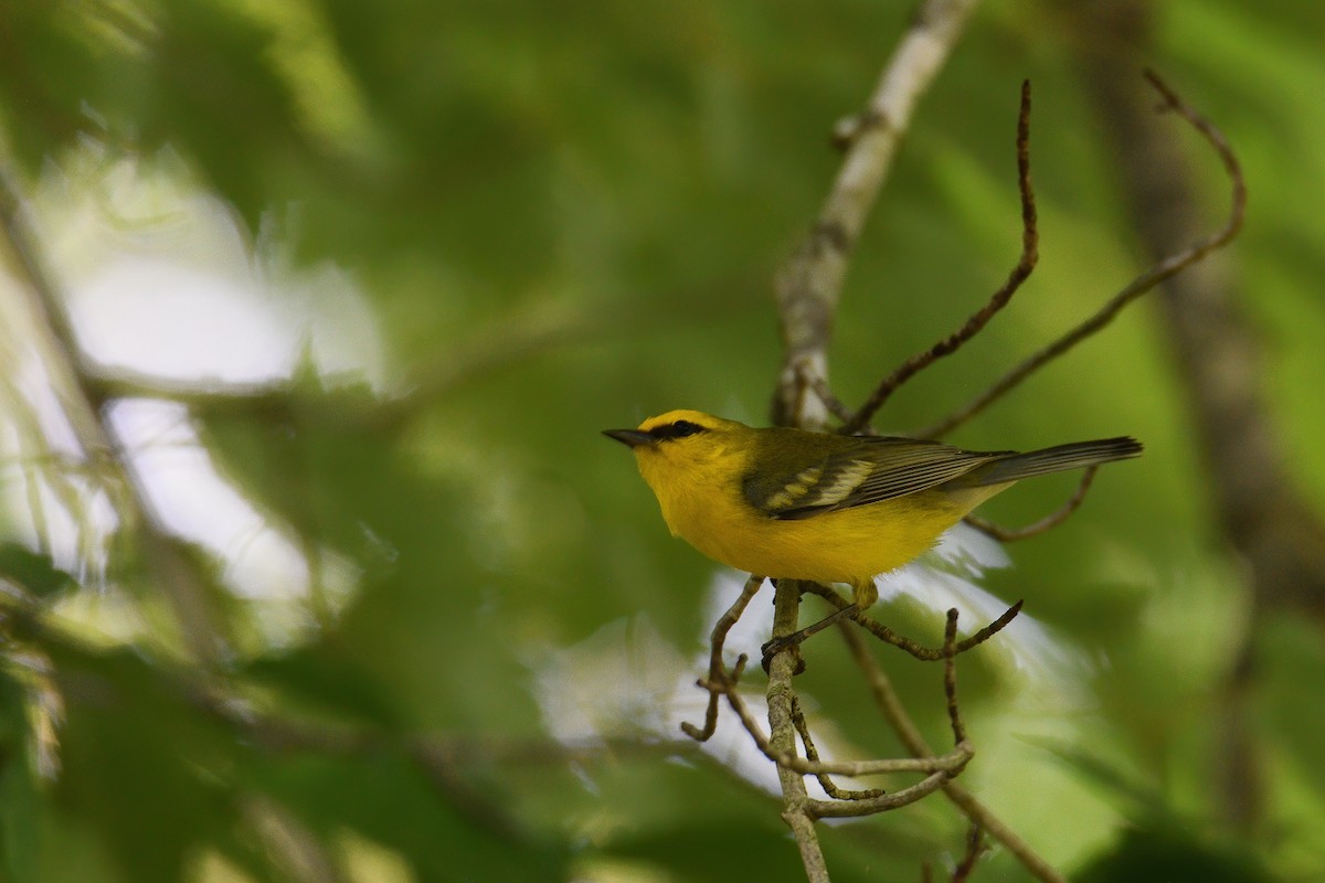 Blue-winged Warbler - ML246825491