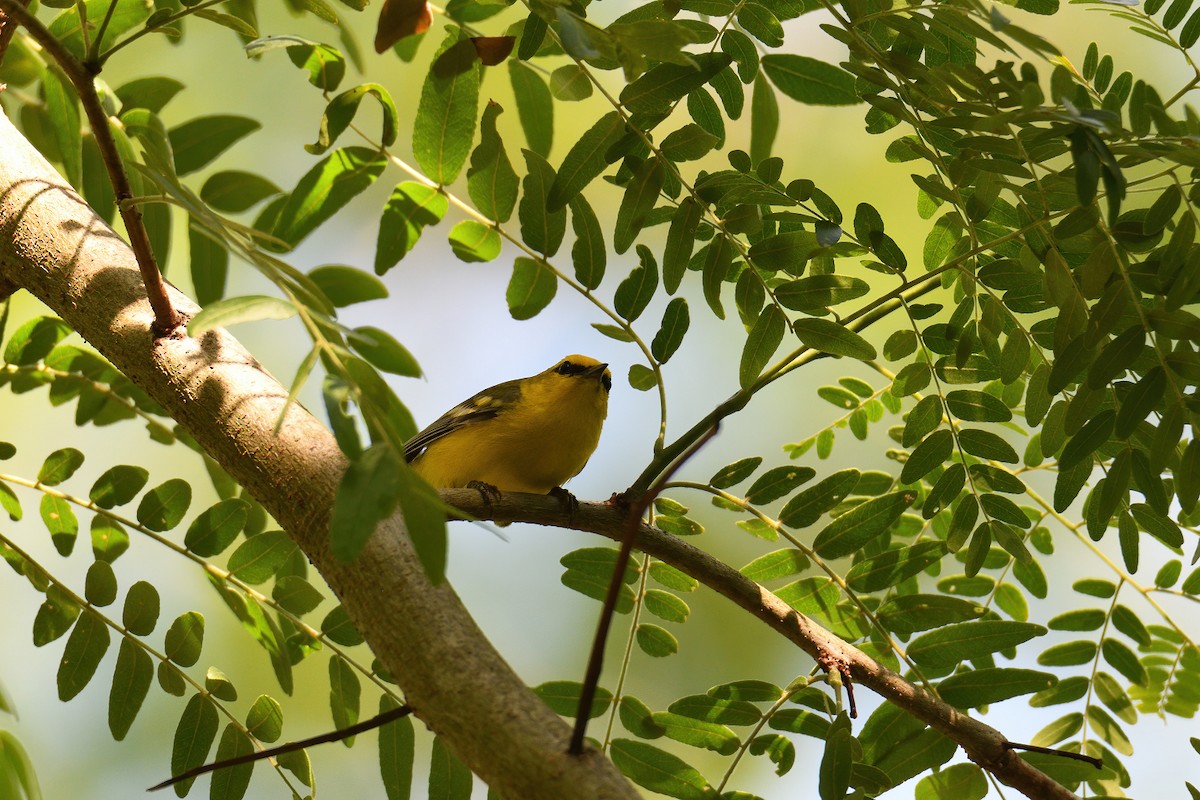 Blue-winged Warbler - ML246825511