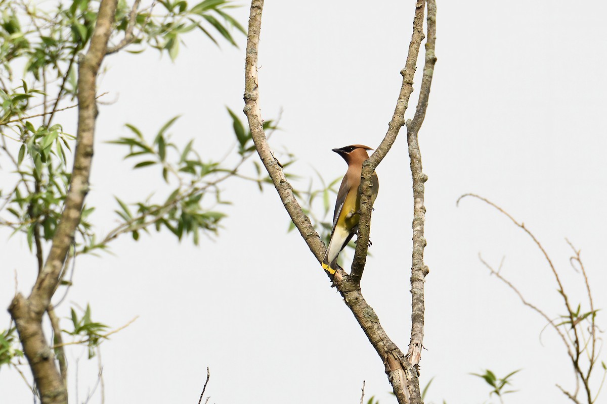 Cedar Waxwing - ML246825631