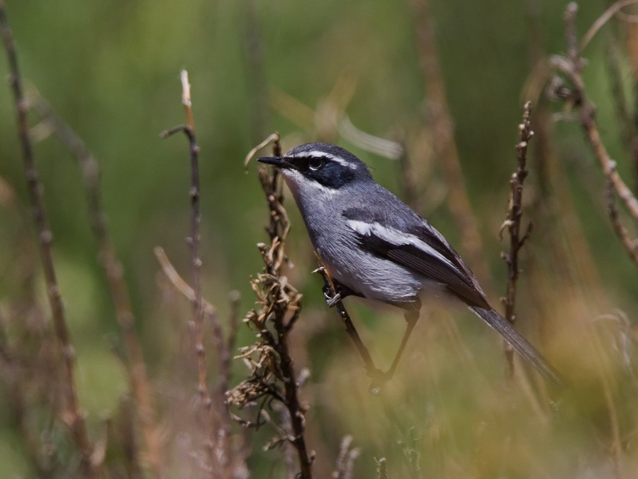 Fairy Flycatcher - ML246827001