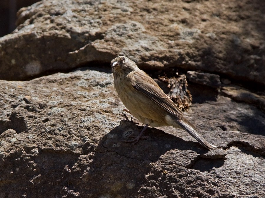 Drakensberg Siskin - ML246827021