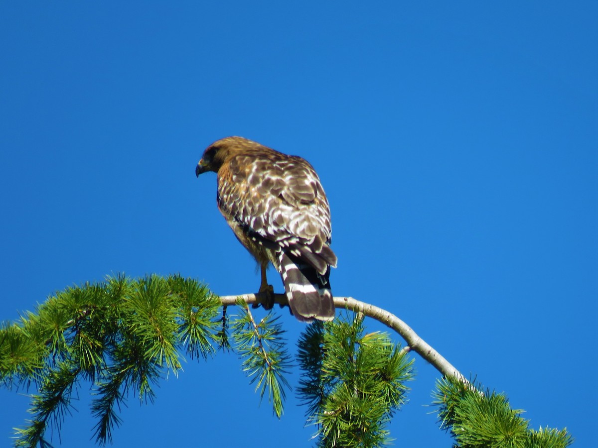 Red-shouldered Hawk - ML246827471