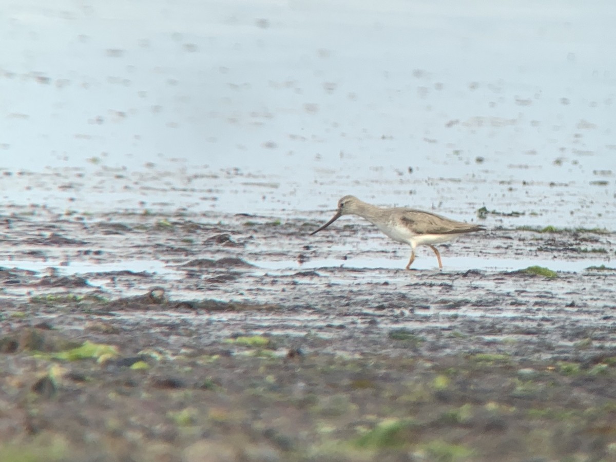 Terek Sandpiper - ML246828081