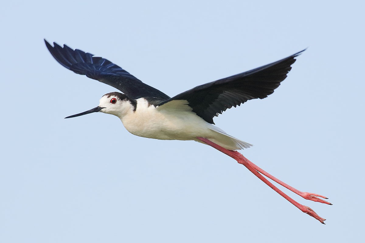 Black-winged Stilt - Vladimir Deryabin