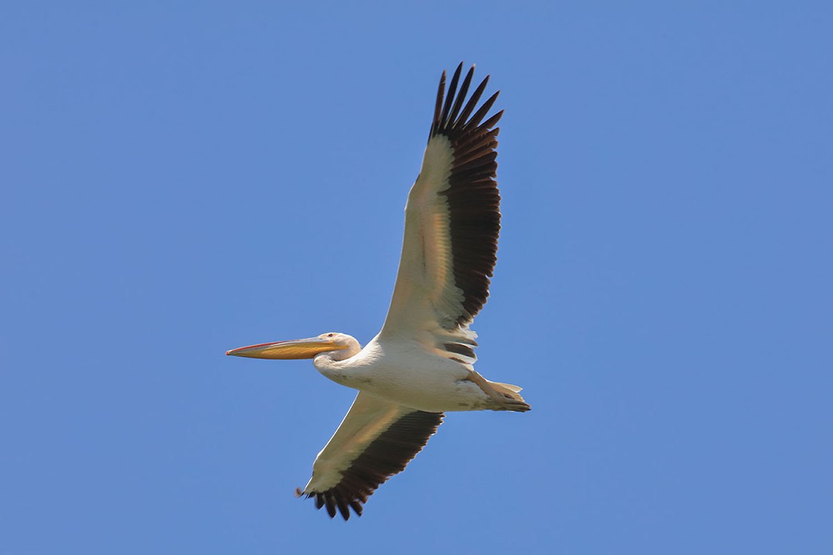 pelikán bílý - ML246831141