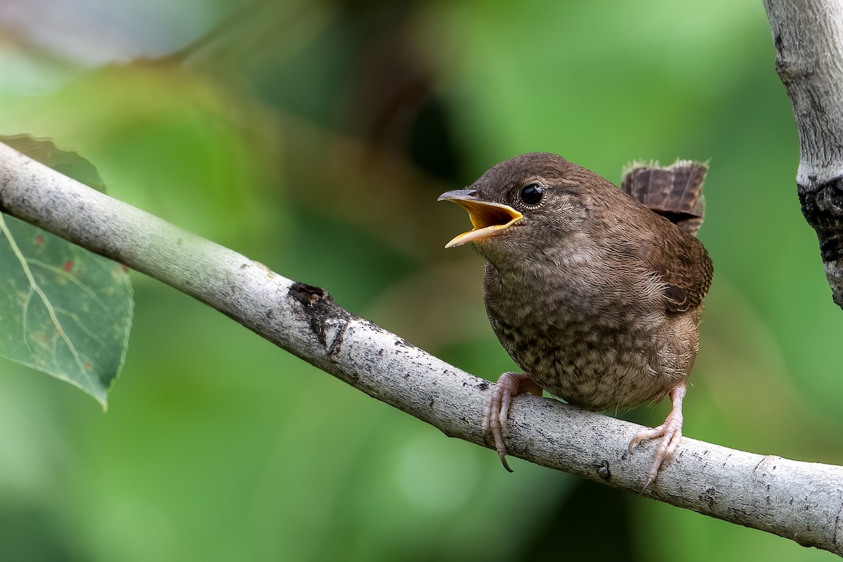 Northern House Wren - ML246832101