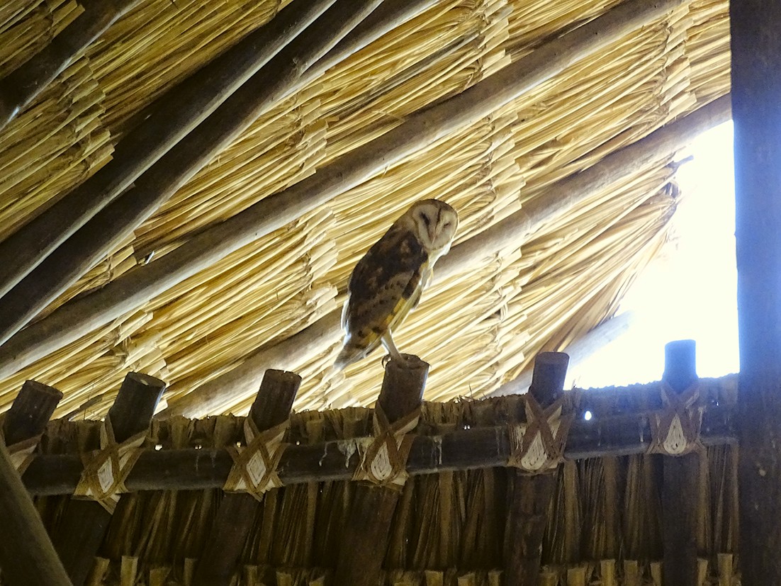 Barn Owl - ML246832221