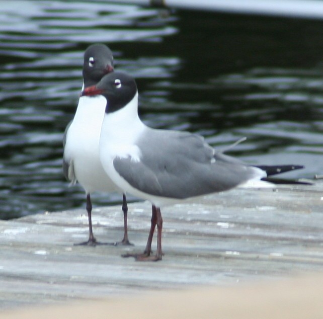 Laughing Gull - Paul Sellin