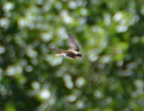 Bank Swallow - ML246836691