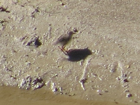 Spotted Sandpiper - ML246836701