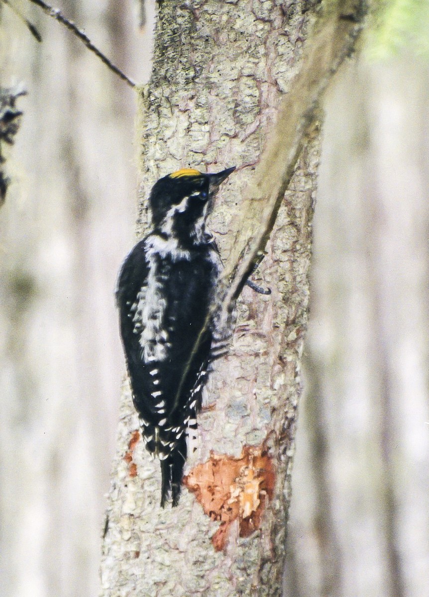 アメリカミユビゲラ - ML246838341