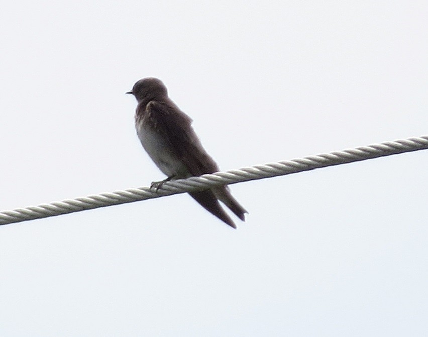 Golondrina Aserrada - ML246838581