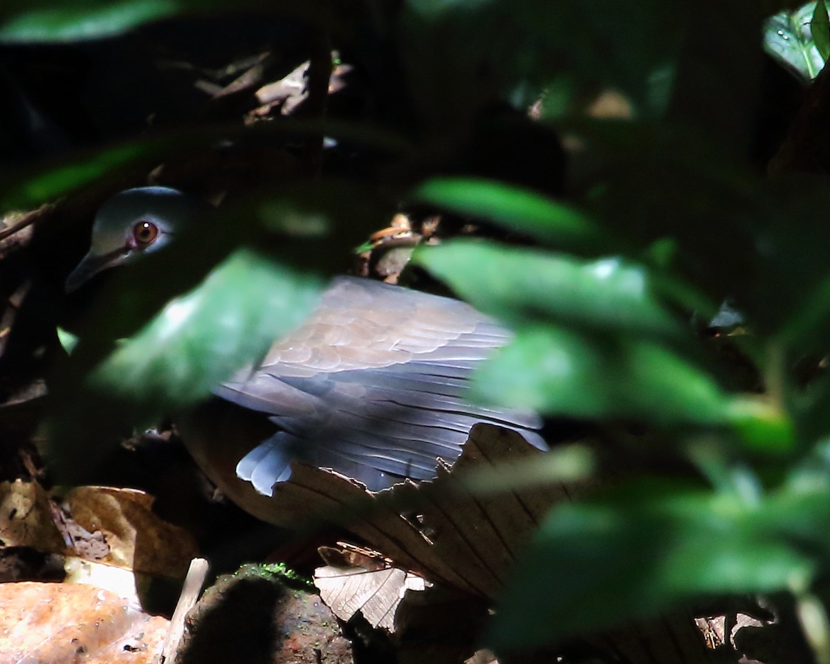 Purplish-backed Quail-Dove - Ryan Candee